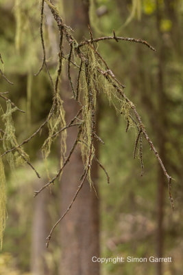 Lichen
