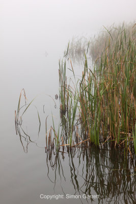 Reeds