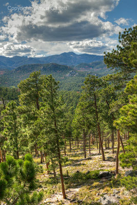 Trees