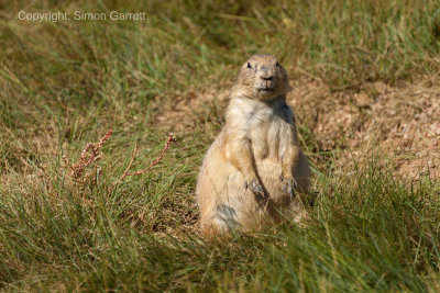 Gopher On Guard