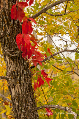 Red Leaves