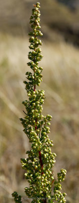Growing wild