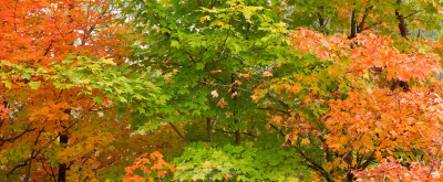 Autumn colours