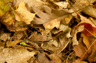 Can you see me?