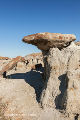 Petrified Stump