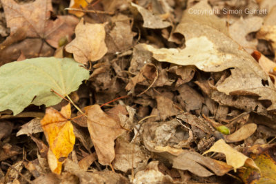 Tiny Frog