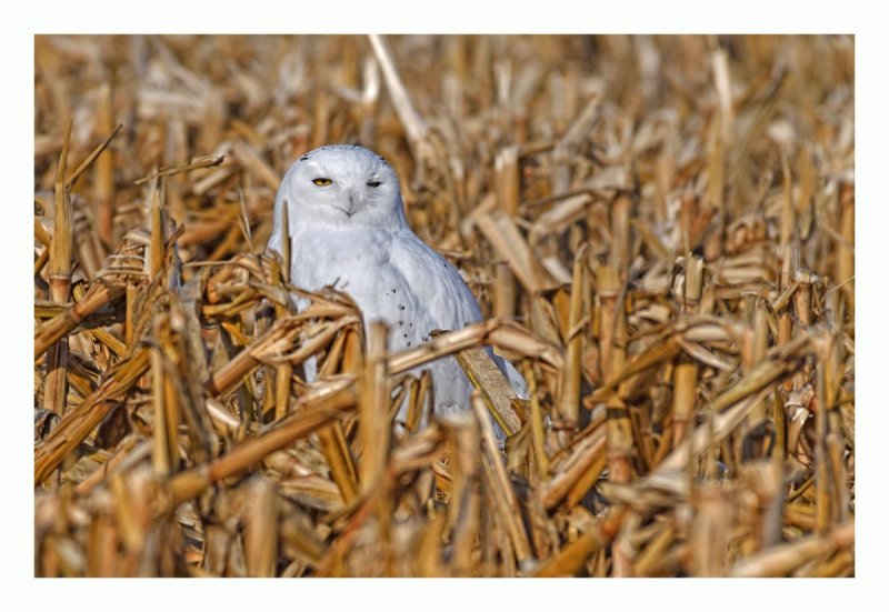 Snowy Owl