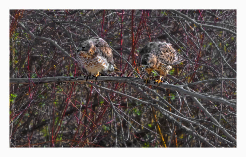 Broad-winged Hawk