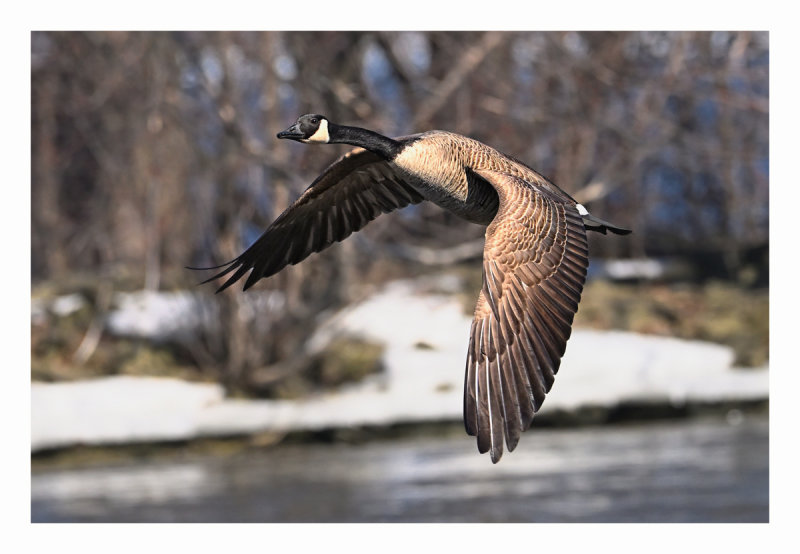 Canada Goose