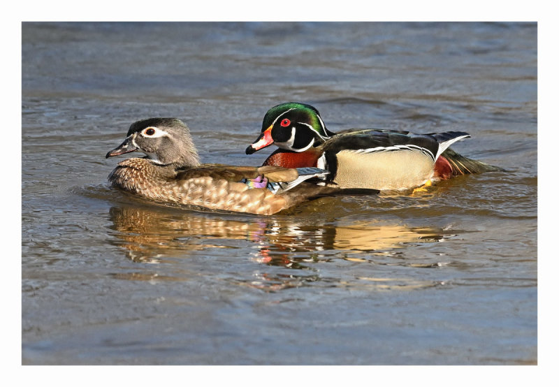 Wood Duck