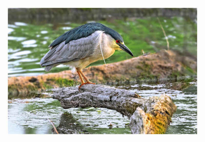 Black-crowned Night Heron