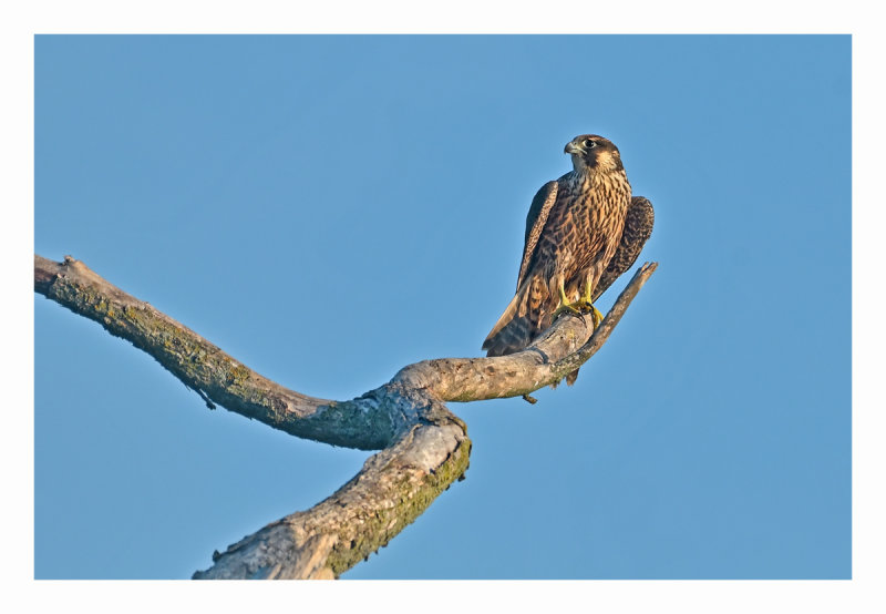 Peregrine Falcon