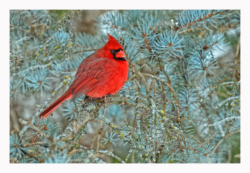 Northern Cardinal