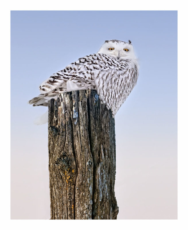 Snowy Owl