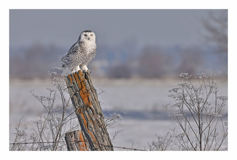 Snowy Owl
