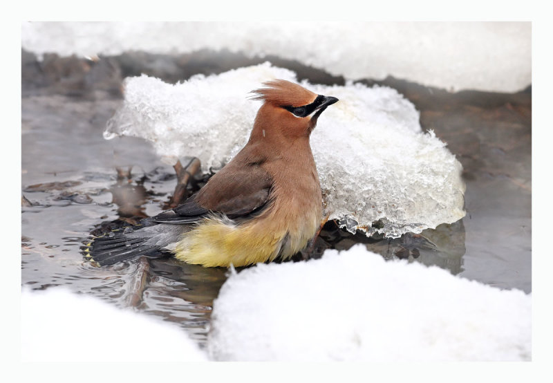 Cedar Waxwing