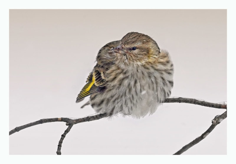 Pine Siskin