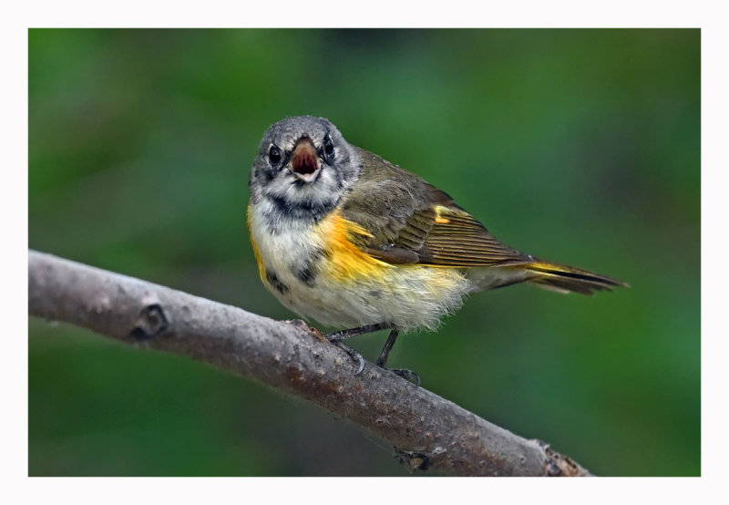 American Redstart