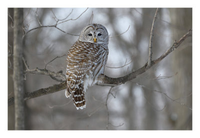 Barred Owl