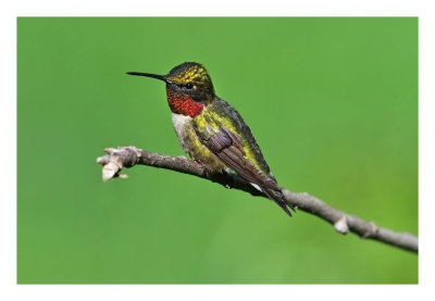 Ruby-throated Hummingbird