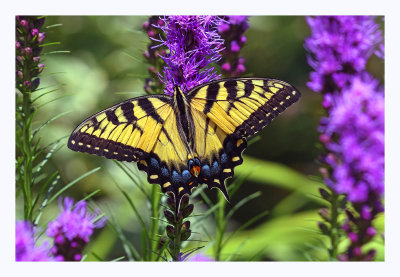 Tiger Swallowtail