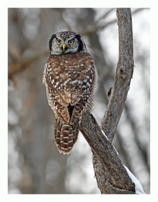 Northern Hawk Owl