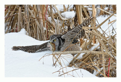 Northern Hawk Owl