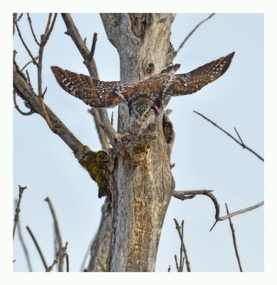 Northern Hawk Owl