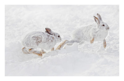 Snowshoe Hare