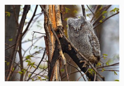 Eastern Screech Owl Fledgling