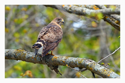 Broad-winged hawk