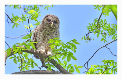 Barred Owl Fledgling