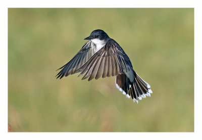 Eastern Kingbird