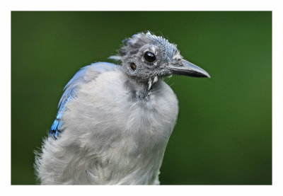 Blue Jay