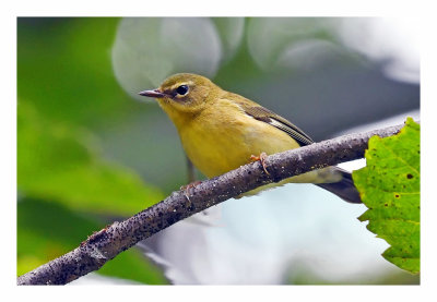 Black-throated Blue Warbler