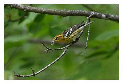 Blackburnian Warbler