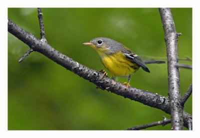 Magnolia Warbler