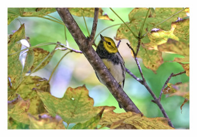 Black-throated Green Warbler