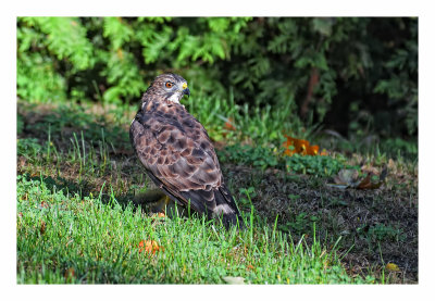 Broad winged Hawk