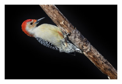 Red-bellied Woodpecker