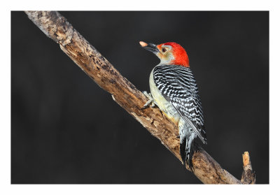 Red-bellied Woodpecker