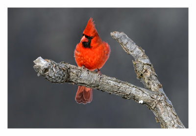 Northern Cardinal