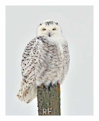 Snowy Owl