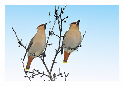 Bohemian Waxwing