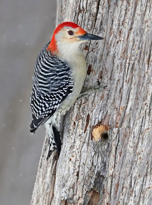 Red-bellied Woodpecker