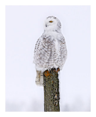 Snowy Owl