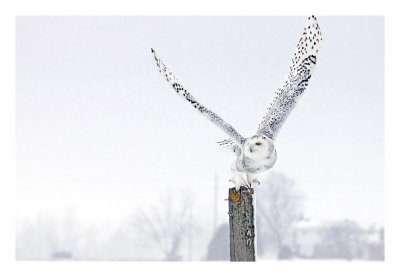 Snowy Owl