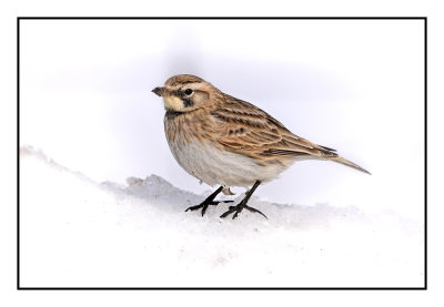 Horned Lark