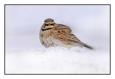 Horned Lark