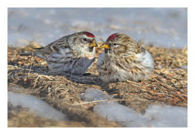 Common Redpoll